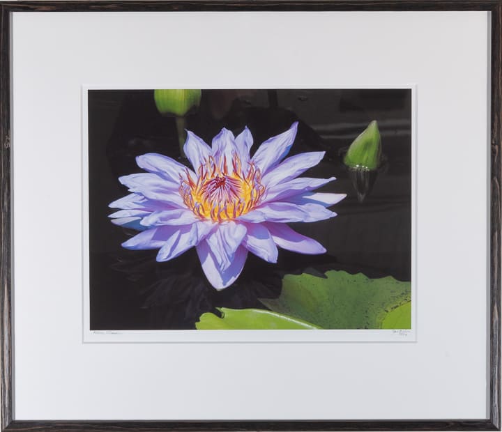 Water Flower by Jan Reiss